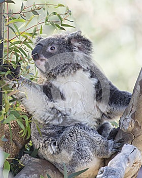 Koala Bear and Eucalyptus Tree