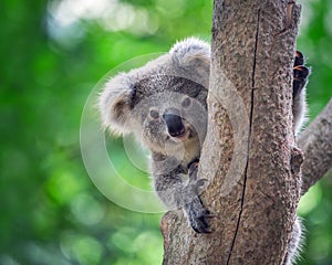 Koala bear in forest zoo.