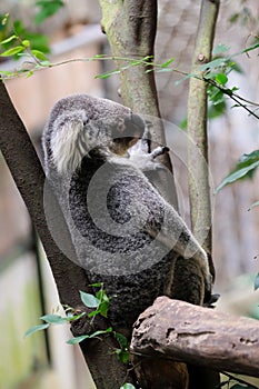 Koala bear in forest zoo