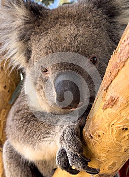 Koala Bear In Gum Tree In Australia