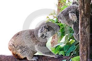 Koala bear with her baby or joey in eucalyptus