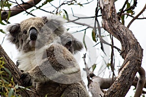 Koala Bear With Joey