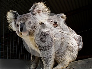 Koala bear and baby joey