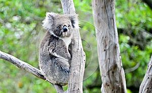 Koala bear in melbourne