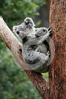 Koala Bear Mother And Baby