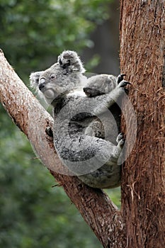 Koala Bear Mother And Baby photo