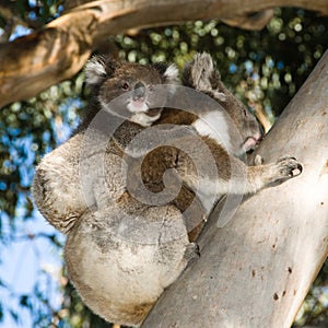 Koala Bear mother with baby climbing tree