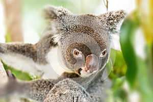 Koala Bear perched in a Gum Tree