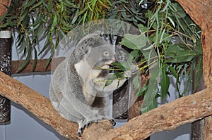 Australia native Koala bear Phascolarctos cinereus eating gum leaves