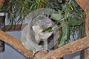 Koala bear Phascolarctos cinereus eating gum leaves photo