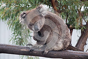 Koala bear Phascolarctos cinereus with eucalyptus tree