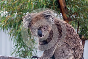 Koala bear Phascolarctos cinereus sitting in eucalyptus tree