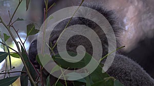 Koala Bear Phascolarctos Cinereus Sleeping on Tree Branch in Zoo