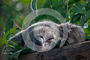 Koala Bear Phascolarctos Cinereus Sleeping on Tree Branch in Zoo