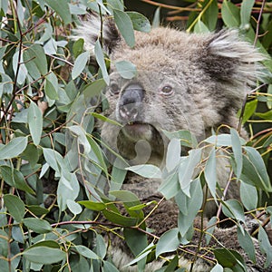 Koala bear resting over a tree