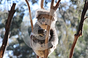 Koala bear sits in the crook of a tree branch