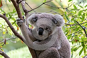 Koala bear sits in the old gum tree