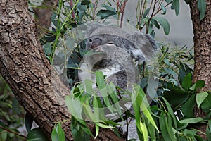 Koala bear sitting on a tree. Eating eucalyptus leafs