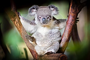 Koala bear sitting on a trunk with green and black background photo