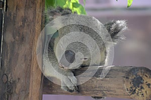 Koala bear sleeping on a branch