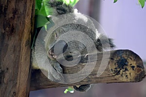 Koala bear sleeping on a branch
