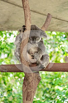 Koala bear sleeping on an eucaliptus tree in a park