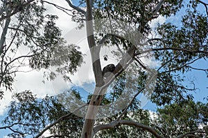 Koala bear sleeping in the eucaliptus tree top, Melbourne area, Victoria, Australia
