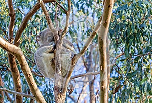 Koala bear sleeping