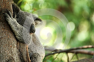 Koala Bear sleeping in a tree photo
