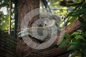 Koala Bear sleeping in a tree