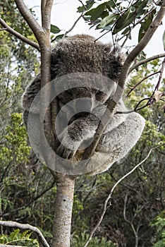 Koala Bear sleeping in Tree photo