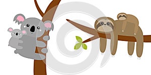 Koala bear. Sloth hanging on tree branch leaf. Cute cartoon kawaii funny lazy character set. Mother and baby. Wild joungle animal photo