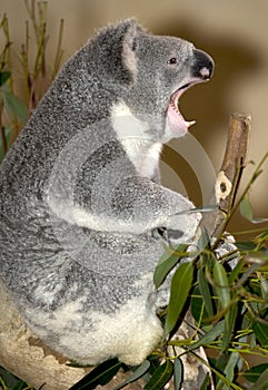 Koala bear snarling , australia