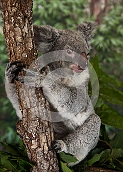 Koala Bear photo