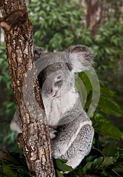 Koala Bear photo