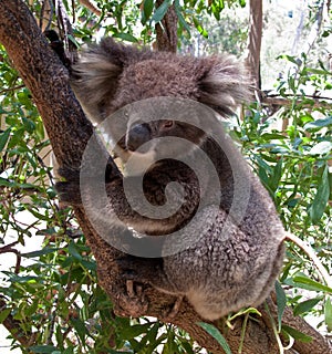 Koala Bear in tree