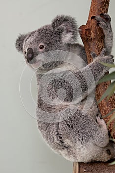 Koala Bear in a tree