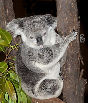 Koala bear in tree