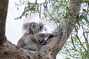 Koala bear on a tree.