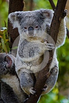 Koala bear in a tree