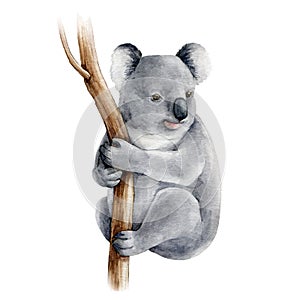 Koala bear watercolor illustration. Australia symbol. Cute koala bear on eucalyptus tree branch. Native australian