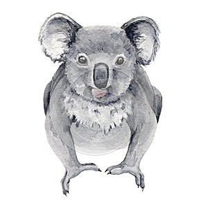 Koala bear watercolor illustration. Australia symbol. Cute koala bear front view. Native australian animal bear. Grey