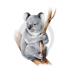 Koala bear watercolor illustration. Australia symbol cute koala bear on a tree branch. Native australian animal bear