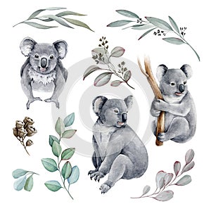 Koala bear watercolor set illustration. Australia symbol. Grey wild australia endemic furry animal. Cute koala bear and