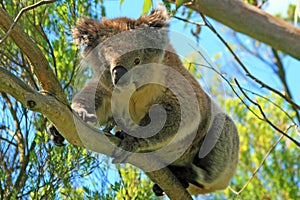 Koala Bear in the wild climbing in the eucalyptus trees on Cape Otway in Victoria Australia
