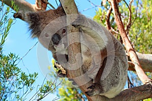 Koala Bear in the wild in the eucalyptus trees on Cape Otway in Victoria Australia