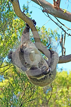Koala Bear in the wild hanging from a branch in the eucalyptus trees on the Cape Otway peninsula in Victoria Australia