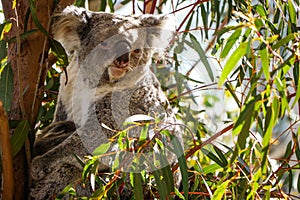 Koala Bear at Wildlife Zoo in Sydney, Australia