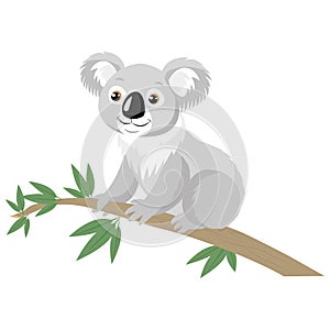 Koala Bear On Wood Branch With Green Leaves. Australian Animal Funniest Koala Sitting.