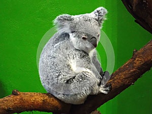 Koala Bear in Zoo